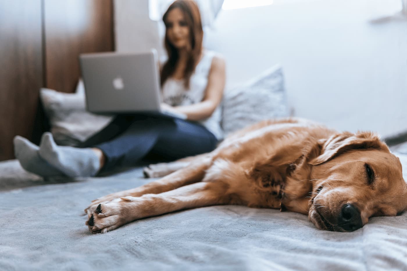 dog lays by woman working on laptop