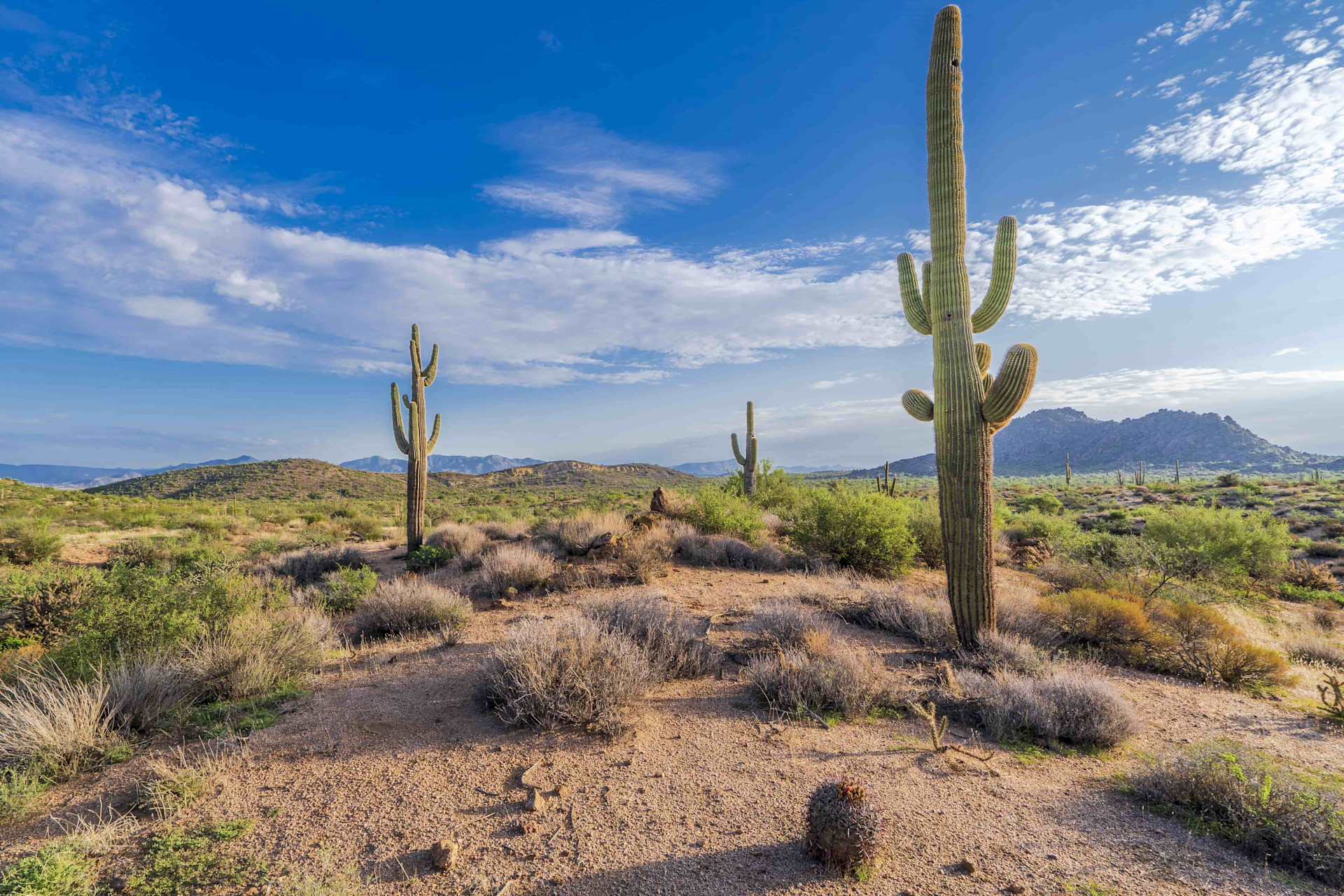 Cactus and scenery in Arizona